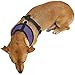 Paws & Pals Pet Control Harness for Dog & Cat Easy Soft Walking Collar, Small, Purple