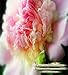 PEONY Fragrance Oil - Gentle sweeps of peony. Pure elegance with strong, clean smell - By Oakland Gardens