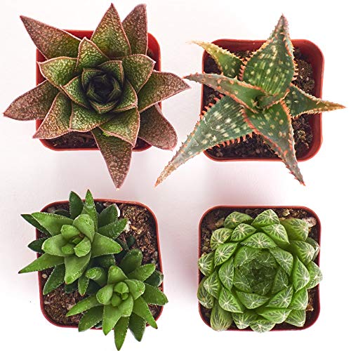 Shop Succulents | Haworthia Succulent Plants - Image 3