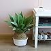 Aneil Woven Belly Storage Basket, Seagrass Planter with Handle, Plant Flower Pots, Home Kitchen Organizer (L, White)