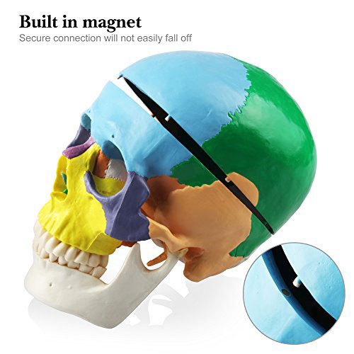 1:1 Human Adult head Anatomical model bionic skull bone color zoning Removable Skull Cap Medical Science Educational Teaching tool