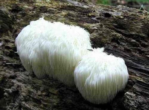 Lion's Mane Mushroom Growing Log Kit