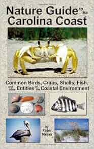 Nature Guide To The Carolina Coast Common Birds Crabs