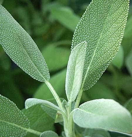 Herb selection (Sage) Culinary Herbs, Fresh, Organic, Home Grown, Healthy