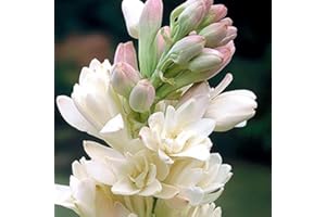 Elegant and Beautiful White Tuberose Bulbs Suitable for Indoor Plant Decoration 20 Bulbs:Package Contatins Seeds