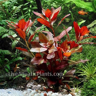 Ludwigia Repens Red Fresh Live Aquarium Plants Bunch Freshwater