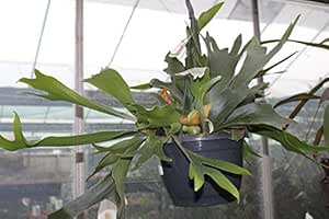 Planta de interior - Cuerno de alce - Cuerno de ciervo - En una maceta