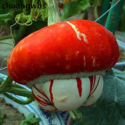 HONIC 10pcs Chino Fulu Calabaza Bonsai Planta vehículo ...