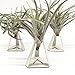 Pack of 3 Tabletop Standing Air Plant Holder Air Plant Stand Air Plant Container Xerographica Air Plant Holder Air Plant Support Tillandsia Air Plant Standthumb 1