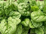 David's Garden Seeds Spinach Bloomsdale Long Standing Heat Tolerant D67102 (Green) 500 Organic Heirloom Seeds