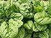 David's Garden Seeds Spinach Bloomsdale Long Standing D67102 (Green) 500 Organic Heirloom Seeds