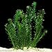 HOT! Anacharis Elodea Densa Tropical Live Aquarium Plants Aquatic Pond Bundle Stems