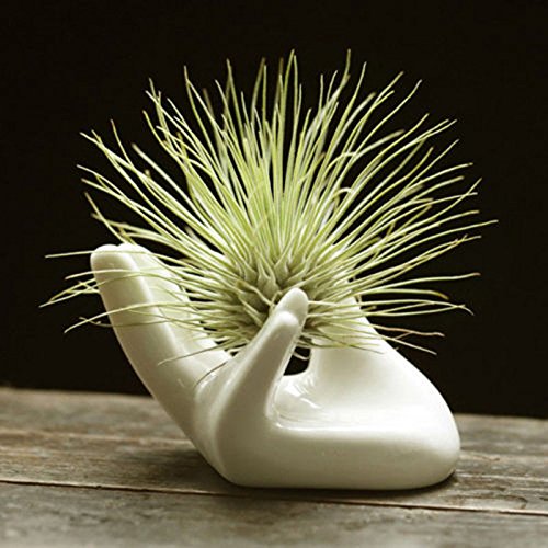 7thLake Porcelain Ceramic Air Plant Tillandsia Holder Flower Planter Office Desk Decor - Thumbnail 6