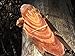 4 Directions Bushcraft Fatwood Pine Lighter Missouri Harvested Natural Waterproof fire Starting Pine Tinder Raw unprocessed