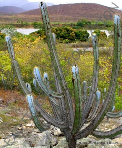 Toyensnow - Rare PILOSOCEREUS MAGNIFICUS - Exotic Color columnar Cacti Cactus (10 Seeds)