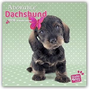 Dist Dachshunds 2016 - Dackel. 18-Monatskalender mit freier DogDays-App