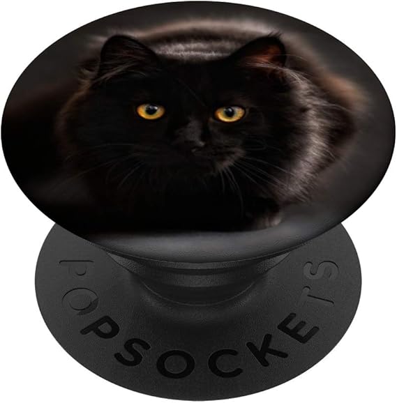 black kitten with orange eyes