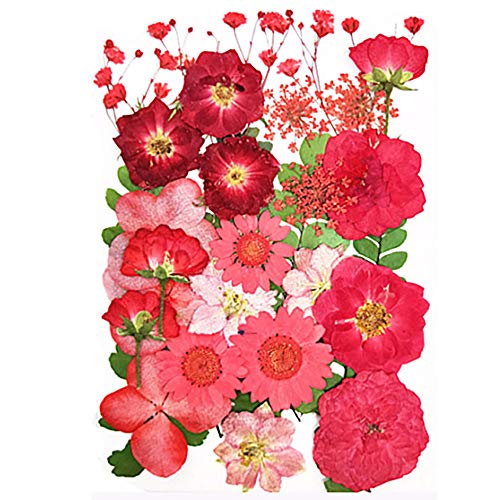 Aunifun Real Dried Pressed Flowers Assorted Colorful Daisies for Art Craft DIY Silicone Coaster Resin Molds