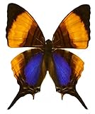 Framed Violet Daggerwing Butterfly Riker Mount (5