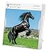 Horse Page-A-Day Gallery Calendar 2017