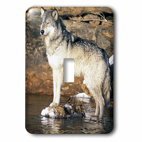 3dRose LLC lsp_91389_1 North America, Usa, Minnesota Wolf Us24 Gje0024 Gavriel…