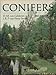 Conifers by 