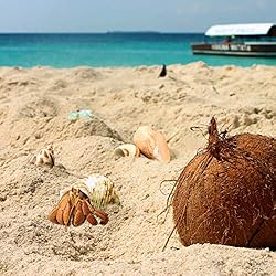 Hermit Crab Shells/Turbo Shells/8Pcs Assorted Turbo