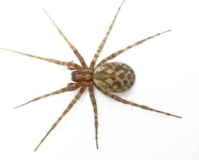 Amazon Com Laminated 32x24 Poster Tegenaria Domestica Barn