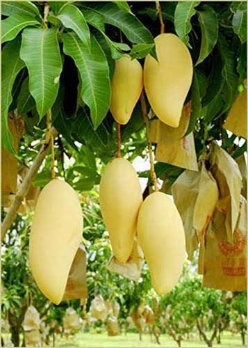 Mphmi Rare Banganapalle mango The King of Mangoes Mango fruit Plant (1 Healthy Plant