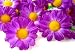 (24) Silk Violet Gerbera Daisy Flower Heads , Gerber Daisies - 1.75" - Artificial Flowers Heads Fabric Floral Supplies Wholesale Lot for Wedding Flowers Accessories Make Bridal Hair Clips Headbands Dress