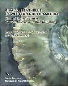 Bivalve Seashells Of Western North America Santa Barbara