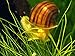 Aquatic Arts 3 Albino Mystery Snails (Pomacea bridgesii - 1/2 to 2+ inches) - Live Snails