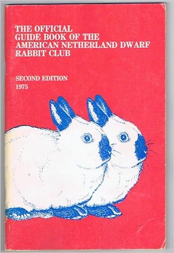 american dwarf rabbit