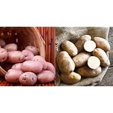 Certified Seed Potato Mix Americas Favorite Blend Red Pontiac Potatoes And Idaho Russet Potatoes 4Lb Whole Potatoes
