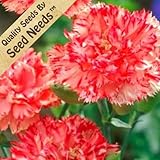 100 Flower Seeds, Carnation 