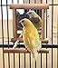 Blessed family Birds Toy for Cage,Parrot Hanging Swing with Mirror,Natural Wooden Play Toys, Pet Bird Cage Accessories with Metal Hook