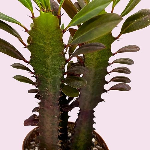African Milk Tree, Euphorbia trigona 4" inch Pot, Red Original Color ...