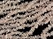 Rose Quartz Pink Stone Chips Beads Assorted Sizes 5-14mm/16 In. Strand
