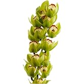 Fresh Cymbidium Orchid Stems, Premium Large Bloom Orchid Flowers, Elegant Fresh Cut Orchids for Wedding, Event, Home Decor, Gift 1 Stems (Green)