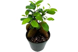 BubbleBlooms Chinese Banyan in 4 inch Pot, Ficus microcarpa
