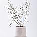 Sustee Aquameter, White, Small - Plant Soil Moisture Sensor - Best for Potted Plants - Refillable Style