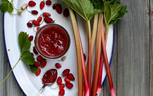 Rhubarb Seeds Pie Plant Around 50 Seeds