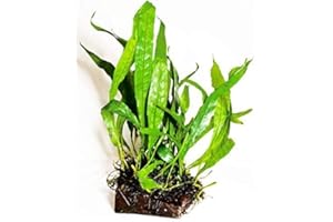 (Java Fern (S)) Anubias, Java Fern, Moss and More! Freshwater Live Aquarium Plants on Driftwood for Aquatic Tropical Fish Tank Decorations - Easy for Beginner by Greenpro
