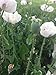 Organic China White Papaver Somniferum Poppy Seeds