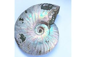 LIXUAN Iridescent Ammonite Fossil Ammolite Fossil Rare Rough Specimen Ammonite Fossil unpolished