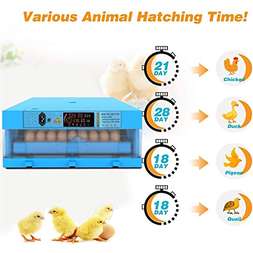 CHICTI Inkubator Vollautomatisch Brutmaschine Auto Flip Eierbrutkasten Mit Effizienter LED Beleuchtung Für Hühnergans… – Bild 7