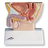 3B Scientific H12 Male Pelvis Section Model, 1/2 Life Size, 5.3