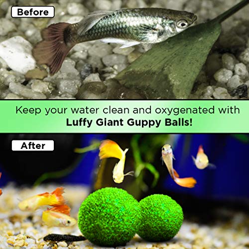 Luffy Guppy Moss Balls, 1.5 Inches, Vibrant Green Marimo Moss Balls, Beautiful and Low Maintenance Live Aquatic Plants, Ideal for Guppies, Mollies, and Swordtail Fish 2 Pack