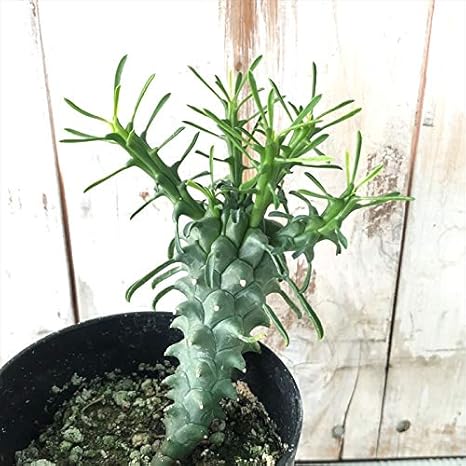 Amazon Co Jp 多肉植物 Caユーフォルビア ツベルクラータ 多肉植物 コーデックス 7 5cmポット ホーム キッチン