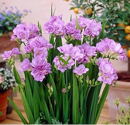 FERNSFLY IMP. Double Freesia | Freesias Excellent Quality Double Flower Bulbs for Aromatic Flowers Home indoor Outdoor Gardening Plants Flowering Bulbs (Pack Of 4, The Double Purple Freesia)